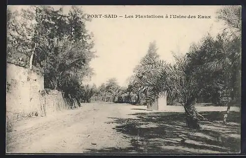 AK Port-Said, Les plantations à l`usine des eaux