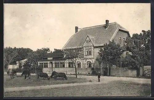 AK Harzgerode, Wegehaus O. Schwarzenauer mit Strasse und Kühen