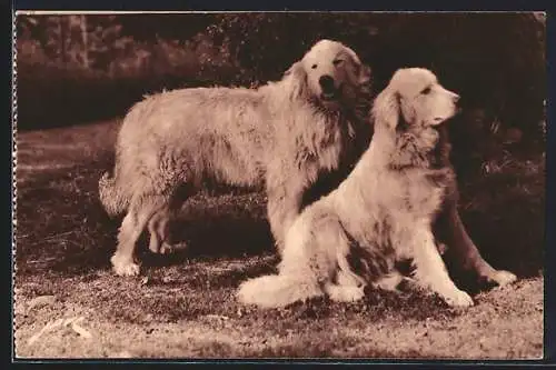 AK Chiens des Pyrénées, Gardiens des troupeaux contre l`ours, Zwei Hunde