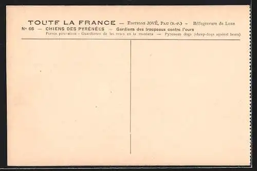 AK Chiens des Pyrénées, Gardiens des troupeaux contre l`ours, Zwei Hunde