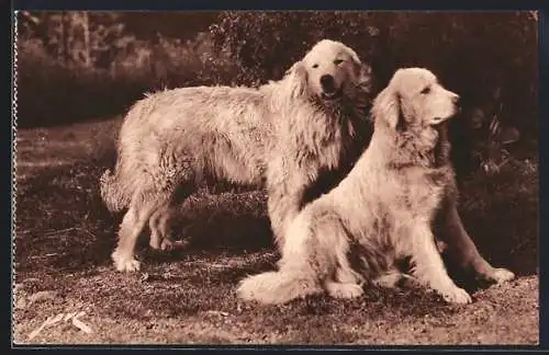 AK Chiens des Pyrénées, Gardiens des troupeaux contre l`ours, Zwei Hunde