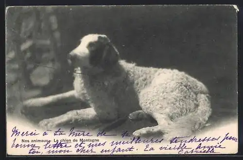 AK Nos animaux, Le chien de Montagne, Liegender Hund