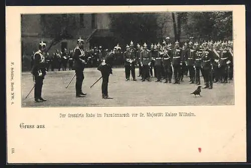 AK Die dressierte Krähe im Parademarsch vor Sr. Majestät dem Kaiser Wilhelm II.