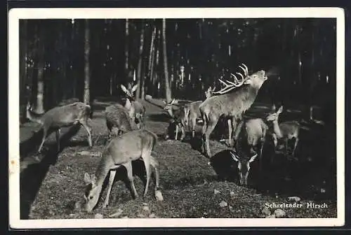 AK Moritzburg, Schreiender Hirsch