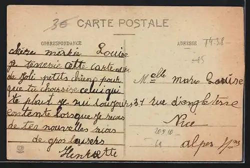 AK Sieben Pyrenäenberghund-Welpen in einer Reihe