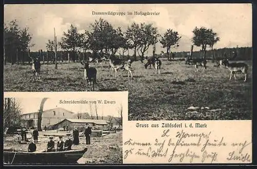 AK Zühlsdorf i. d. Mark, Gasthaus Schneidemühle von W. Ewers, Dammwildgruppe im Hofjagdrevier