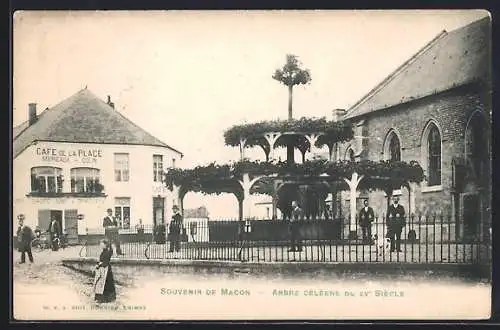 AK Macon, Arbre Céline du XVe siècle