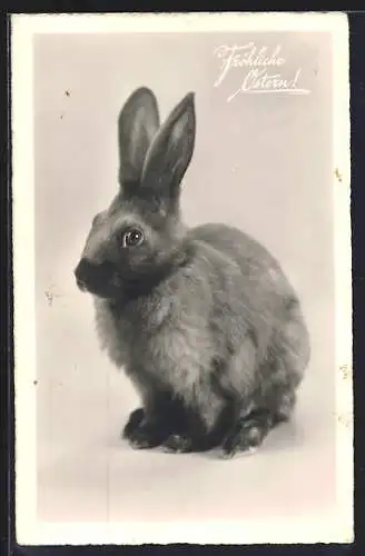 AK Fröhliche Ostern, Sitzendes Kaninchen