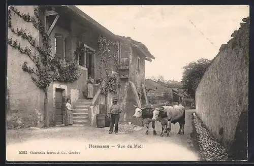 AK Hermance, Rue du Midi, Bauer mit Ochsen-Gespann