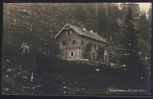 AK Schutzhaus am Ötscher, Weidende Kühe vor dem Schutzhaus