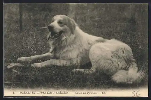 AK Chien des Pyrénées, Ruhender Pyrenäenberghund