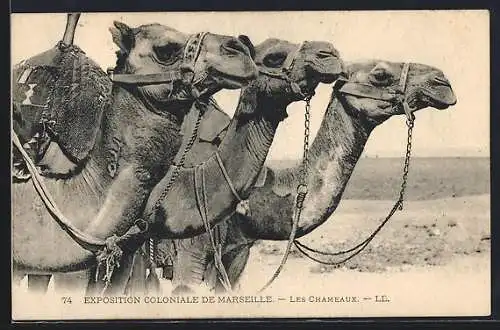 AK Egypt, Heads of Dromedaries