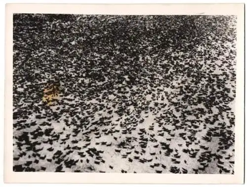 Fotografie Atlantic, Manitoba / Kanada, Raupenplage Boden übersäht von millionen Insekten 1939