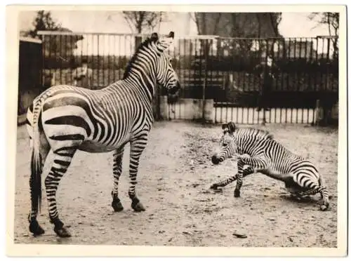 Fotografie Keystone, Ansicht London, Zoologischer Garten, Zebra hat das erste Mal Auslauf im Gehege 1938