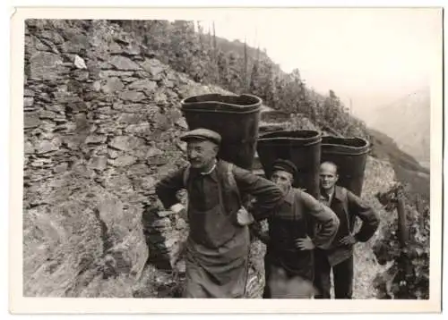 Fotografie Schostal, Weinlese / Weinernte, Winzer begeben sich mit grossen Kiepen in die Weinberge 1943