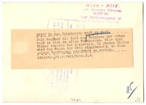 Fotografie Schostal, Weinlese / Weinernte, Winzer begeben sich mit grossen Kiepen in die Weinberge 1943