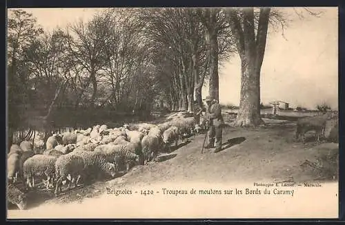 AK Brignoles, Troupeau de moutons sur les Bords du Caramy