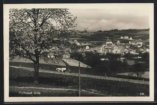 AK Gallspach /O. Oe., Teilansicht bei Baumblüte