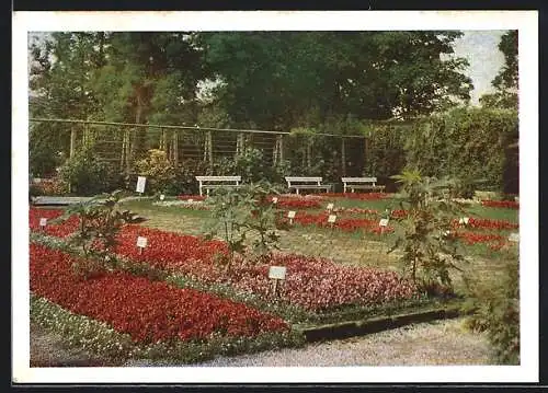 AK Erfurt, Partie im Begoniegarten