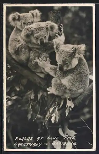 AK Brisbane, Koalas at Lone Pine Sanctuary