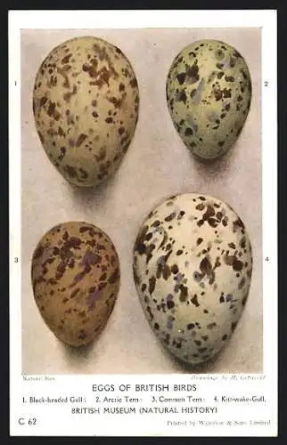 AK Eggs of British Birds in the British Museum