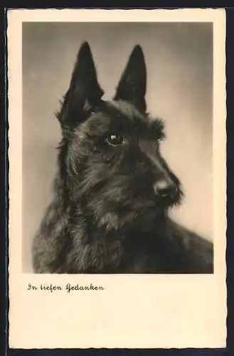 AK Schwarzer Terrier in tiefen Gedanken