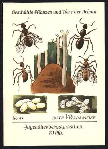 AK Rote Waldameise im Ei-, Larven- und Adulten Stadium