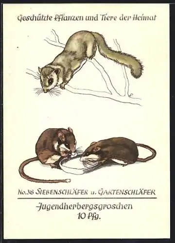 AK Siebenschläfer und Gartenschläfer, Geschützte Tiere der Heimat Nr. 38