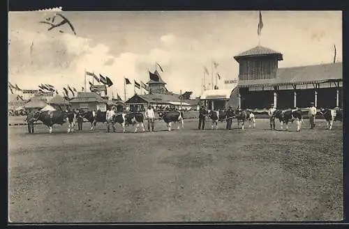 AK Hannover, 27. Wander-Ausstellung 1914, Rinder im Ring