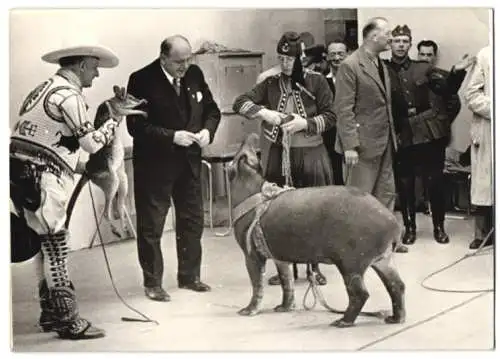 Fotografie Wilhelm Sturm, Ansicht Wien, Messe-Fernsehbühne, Schwein aus dem Zirkus Sarrasani 1939