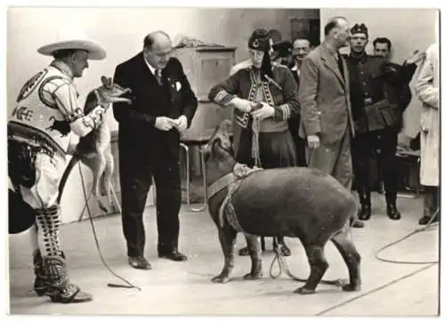 Fotografie Wilhelm Sturm, Ansicht Wien, Messe-Fernsehbühne, Schwein aus dem Zirkus Sarrasani 1939