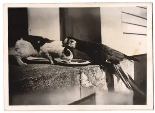 Fotografie Schostal, Tierfreundschaft Papagei krault Katze den Nacken beim Fressen 1939