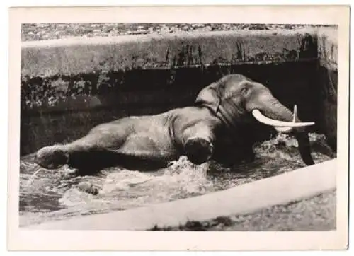 Fotografie Atlantic, Elefant beim Baden im Gehege eines Zoologischen Gartens 1939