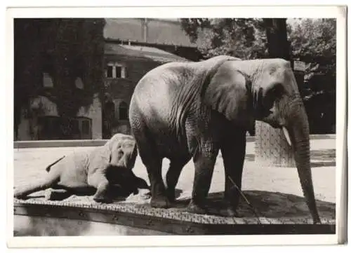 Fotografie Atlantic, Ansicht Berlin, Elefant & Jungtier im Zoologischen Garten 1943