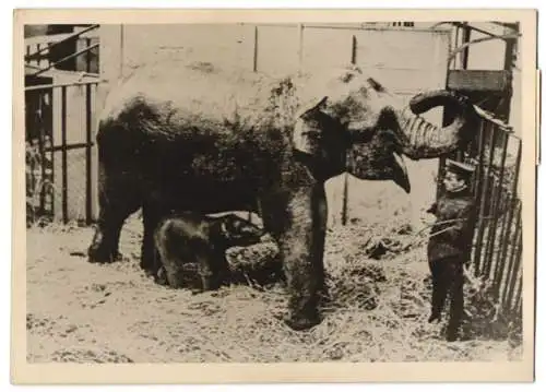 Fotografie Atlantic, Elefant wird in einem Zoo geboren 1942