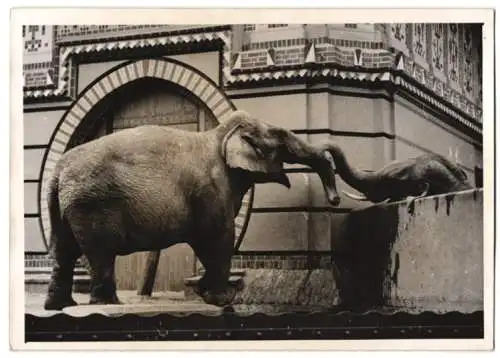 Fotografie Atlantic, Ansicht Berlin, Zoologischer Garten, Elefanten wurden räumlich getrennt 1940