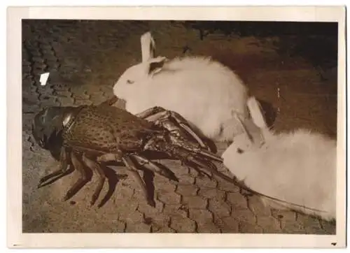 Fotografie Atlantic, Groteske Tierfreundschaft, Kaninchen & Languste 1940