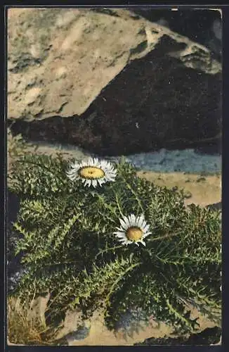 AK Heilpflanze, Eberwurz, Mariendiestel, Rosskopfstaude, Wetterdistel am Stein