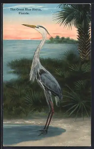 AK The great blue Heron