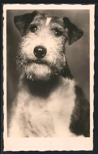 AK Foxterrier sieht neugierig den Fotografen an