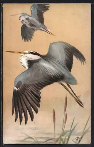 Künstler-AK Heron (Ardea Cinera), Graureiher