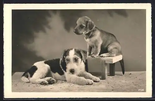 AK Terrier und Welpe auf einem kleinen Stuhl