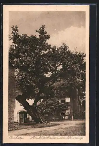 AK Oschatz, Maulbeerbaum am Steinweg