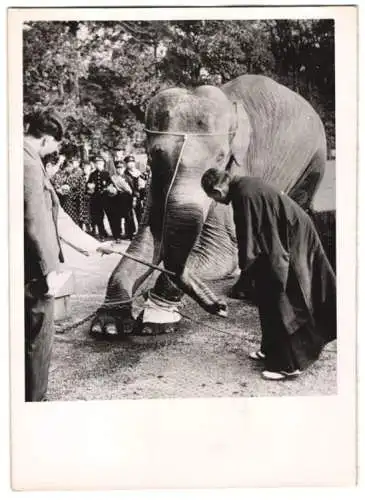 Fotografie Atlantic, Ansicht Tokio - Tokyo, Elefant wird mit Elektrizität gegen Rheuma behandelt 1940