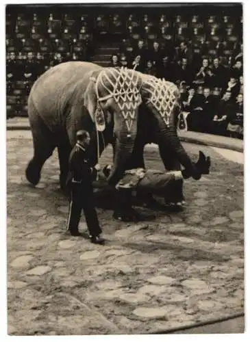 Fotografie Zirkus-Vorführung, Elefantengruppe unter Walter Kaden