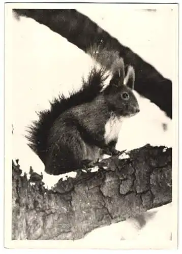 Fotografie Eichhörnchen sitzt im Schnee 1943