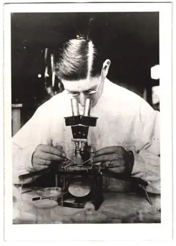 Fotografie Atlantic, Ansicht Berlin-Dahlem, Institut für Bienenkunde, Laborant mit Mikroskop im Labor 1943