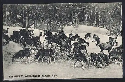 AK Eisenerz, Wildfütterung in Gsoll Alpe im Winter