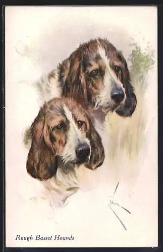 AK Rough Basset Hounds