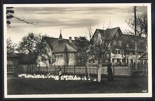 AK Moos /Eriskirch, St. Theresienheim, Gänseschar im Garten